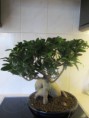/album/fotogalerij/ficus-ginzeng-jpg/